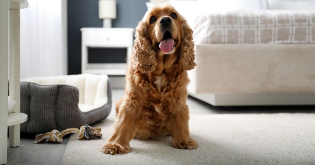 Dove portare il cane in Versilia? La vacanza perfetta con il tuo amico animale 