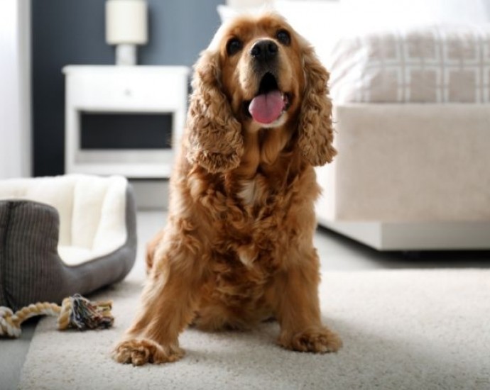 Dove portare il cane in Versilia? La vacanza perfetta con il tuo amico animale 