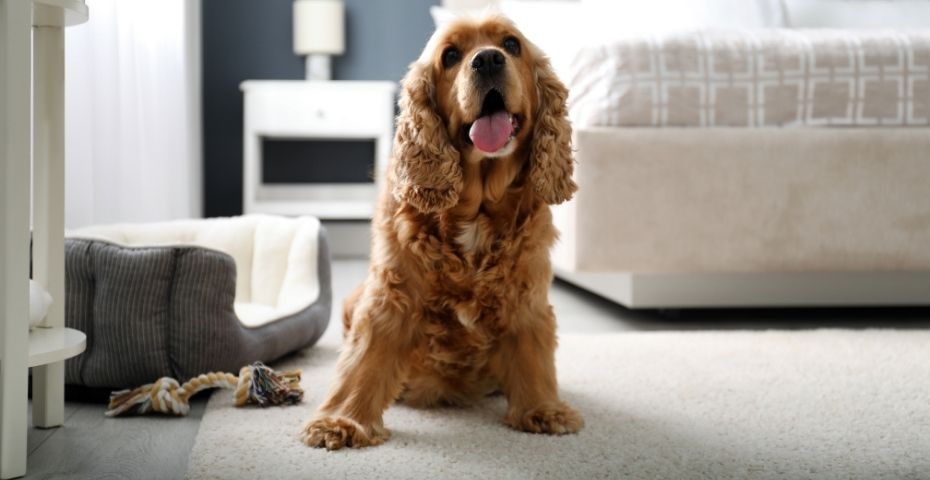Dove portare il cane in Versilia? La vacanza perfetta con il tuo amico animale 