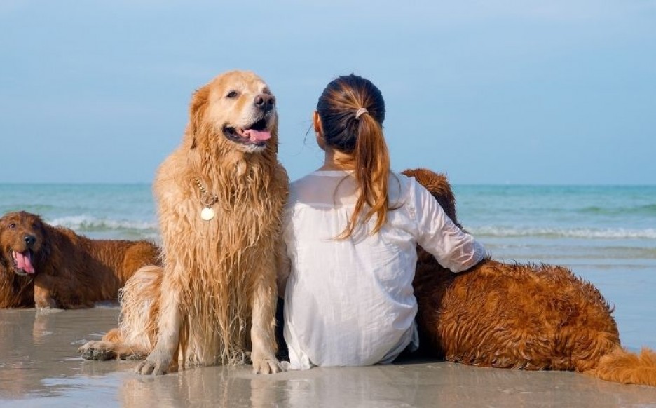 cane al mare